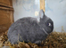 Blue fox netherland dwarf for sale