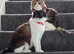 2 lovely cats for sale