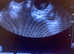 Mobile Pet Pregnancy Scanning Torbay & Teignbridge