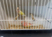 Rubino & Lutino bourke parakeets