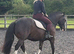 14hh Cob Gelding
