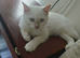 Ready now Rare active fawn point boy