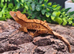 Crested Gecko's