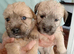 Outstanding Glen of Imaal terrier puppies!!