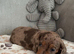 +*+*Outstanding KC Reg Miniature Dachshund Puppies - Ready Now*+*+