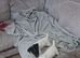 8 week old jack russel pups