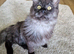 Maine coon boy