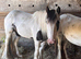 13.2 pied cob mare 3 years old