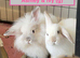 Double Maned Lionheads READY NOW