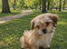 Puppy Shih Tzu & Chihuahua in Leeds