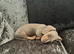 Miniature male Dachsund puppy (lovely temperment)
