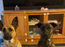 Belgian Malinois cross Perro de Presa Canario