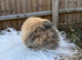 Mini lop doe