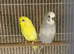 Budgie pair