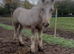 Palomino Irish cob foal to make 16hh+