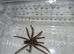 Theraphosa blondi Theraphosa blondi Goliath Birdeater tarantula Unsexed with set up