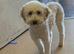 Female Cavapoo Looking for new Home