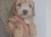 Beautiful cavapoo puppies