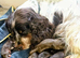 Stunning tri and chocolate with white F1 cockapoo puppies