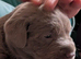 2 Girl Silver Labrador puppies for sale ready 20/9/ 2026