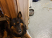 Puppy German shepherd for sale