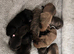 Pedigree Boxer Puppies looking for their forever homes