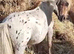 Miniature yearling spot colt