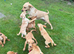 Fox red & Yellow Labrador Puppies