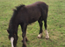 Black traditional cob filly