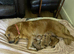 Beautiful Litter of fox red Golden retrievers