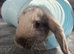 2 female rabbits