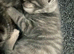 Gorgeous light grey tabby kitten