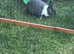 Mixed breed young rabbits females