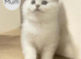 4 Pedigree Scottish Fold/Straight Kittens