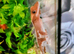 Lily White Crested gecko female