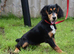 6 Months Old Male Kc Reg.
