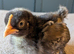 3 bantam chicks