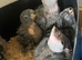 Cuddly hand reared baby Panama Amazon parrots
