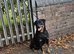 German rottweiler for sale