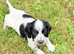 Spaniels