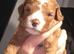 6 beautiful cavapoo puppies