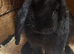 French lop does