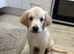 One female Goldador puppy