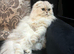 Beautiful longhair Female cat