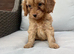 Cavapoo girl ready 24th July