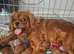 Beautiful cavalier King Charles puppies