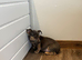Jack Russell puppies