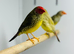 Star finch