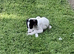 Male saluki greyhound