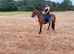 Schoolmaster 15.2 h reg Irish sports horse